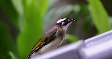 鳥飛來家裡